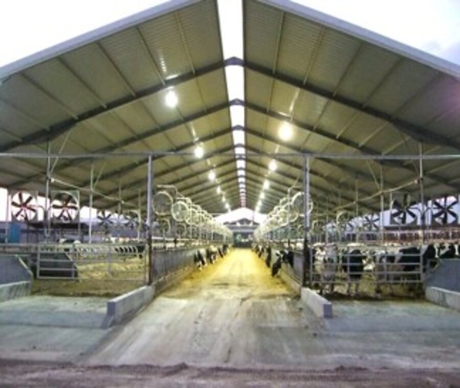 Dairy barn interior, Cameroon
